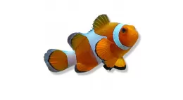 Zeeaquarium vissen kopen | Kleurrijke zoutwater vissen